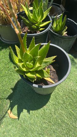 ALOE NOBILIS