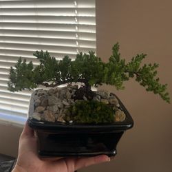 Live Juniper Bonsai Plants 