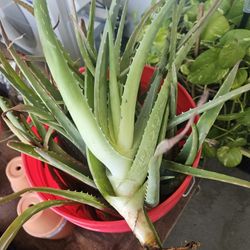 Organic Aloe Vera Plants