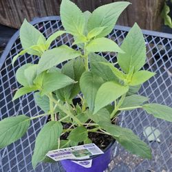 Pineapple Sage Herbs 