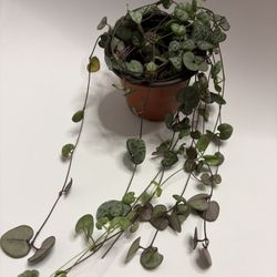 String Of Hearts Plant - Reverted Variegated Silver Glory 