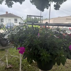 Plants For Sale 