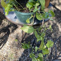 Pathos Plant