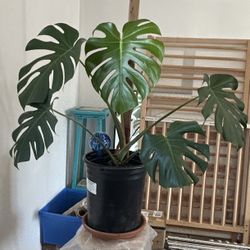 Monstera Plant