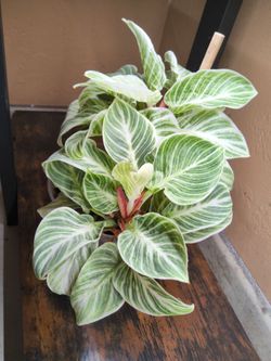 Philodendron Birkin
