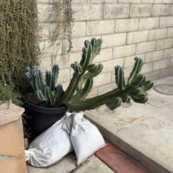 Myrtillocactus Geometrizans 