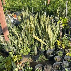 Snake Plants