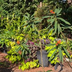 Milkweed "Butterfly PLANT"