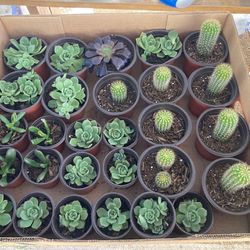 One Box Of Cactus And Succulents 