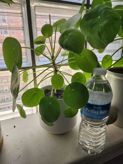 Chinese Money Plant