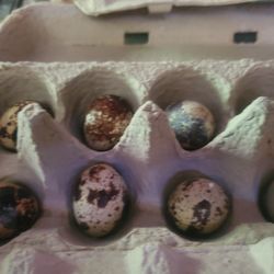 Quail Eggs