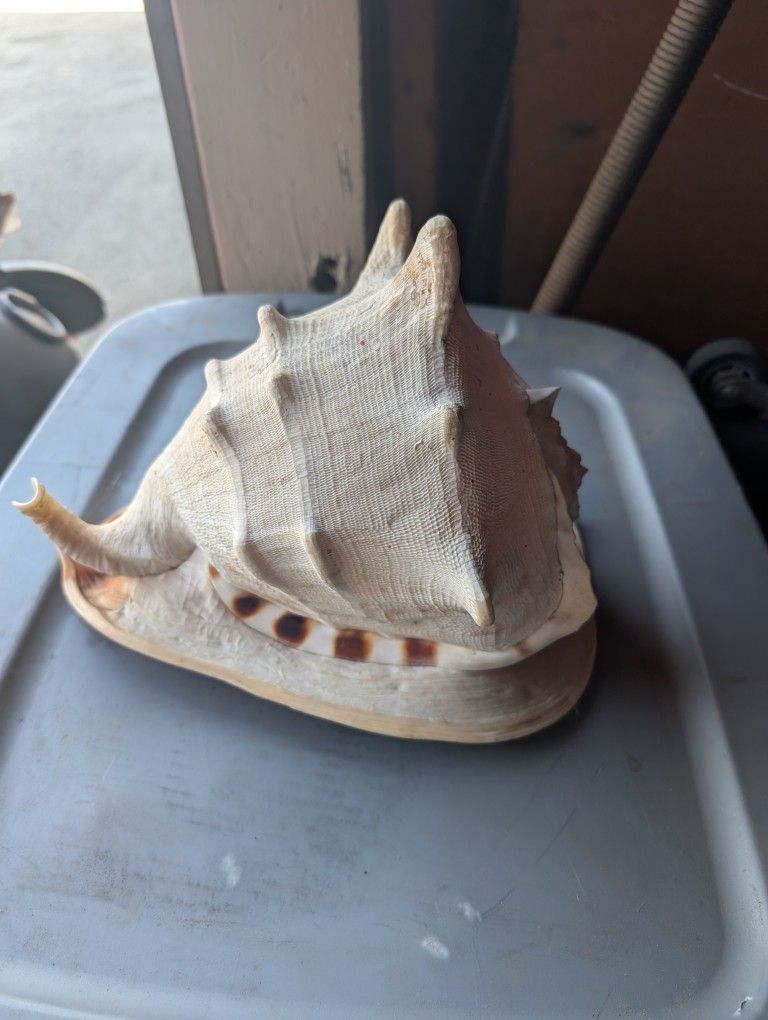 Giant Sea Shell