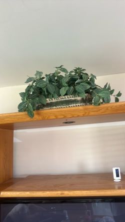 Decorative plant