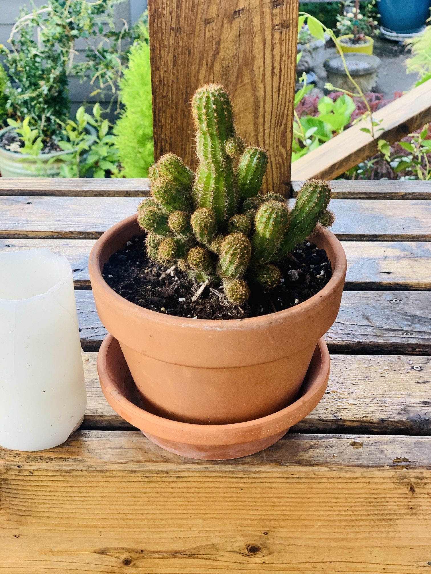 Live indoor cactus plant in a terra cotta planter pot with base included—firm price