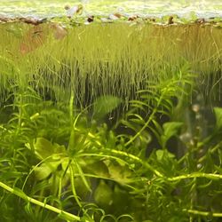 duckweed / Lemna minor