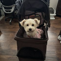 Dog Stroller
