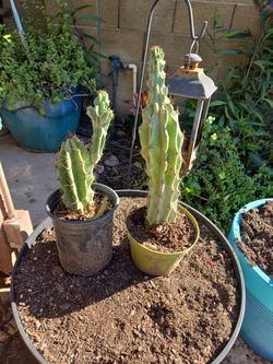 Rooted Monstrose Apple Cactus