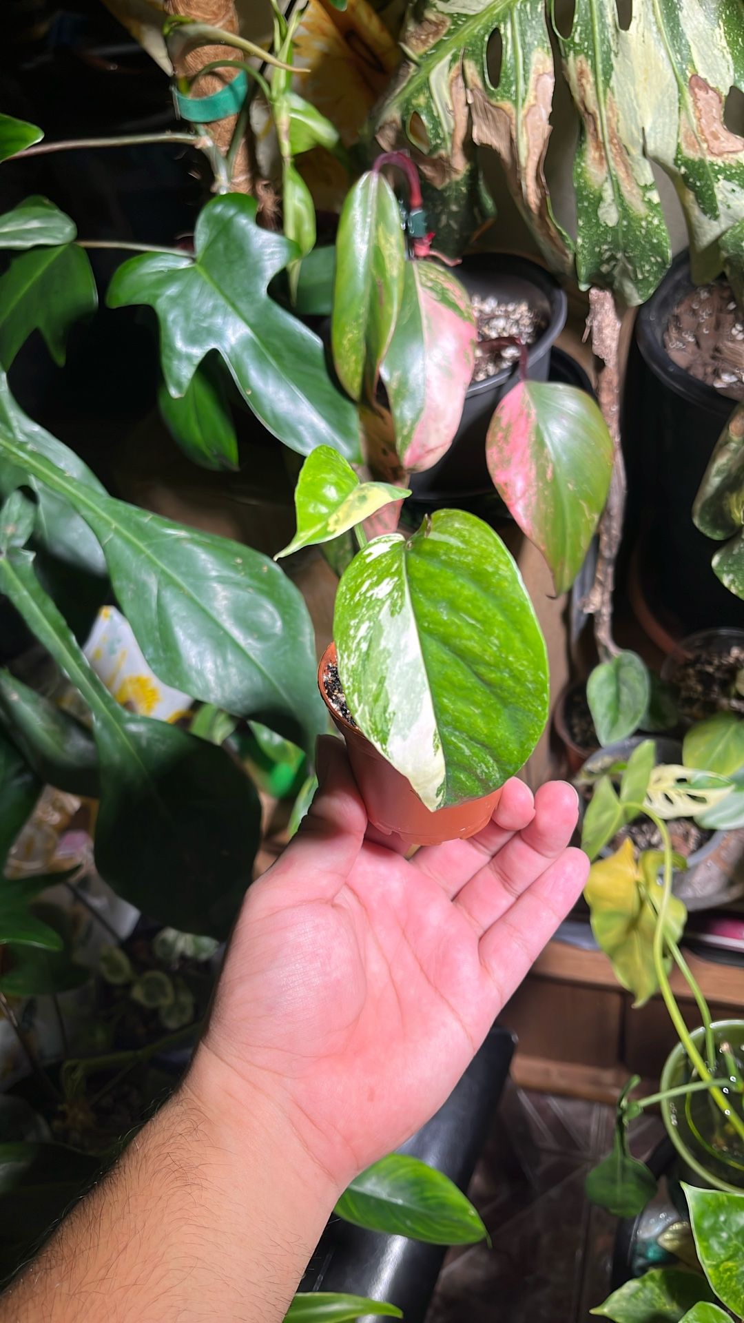 Albo Pathos Cutting (Rooted)