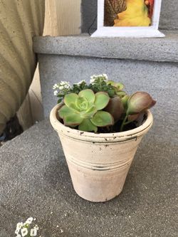 Small succulent and Sweet Alyssum (Lobularia maritima) 3 inches