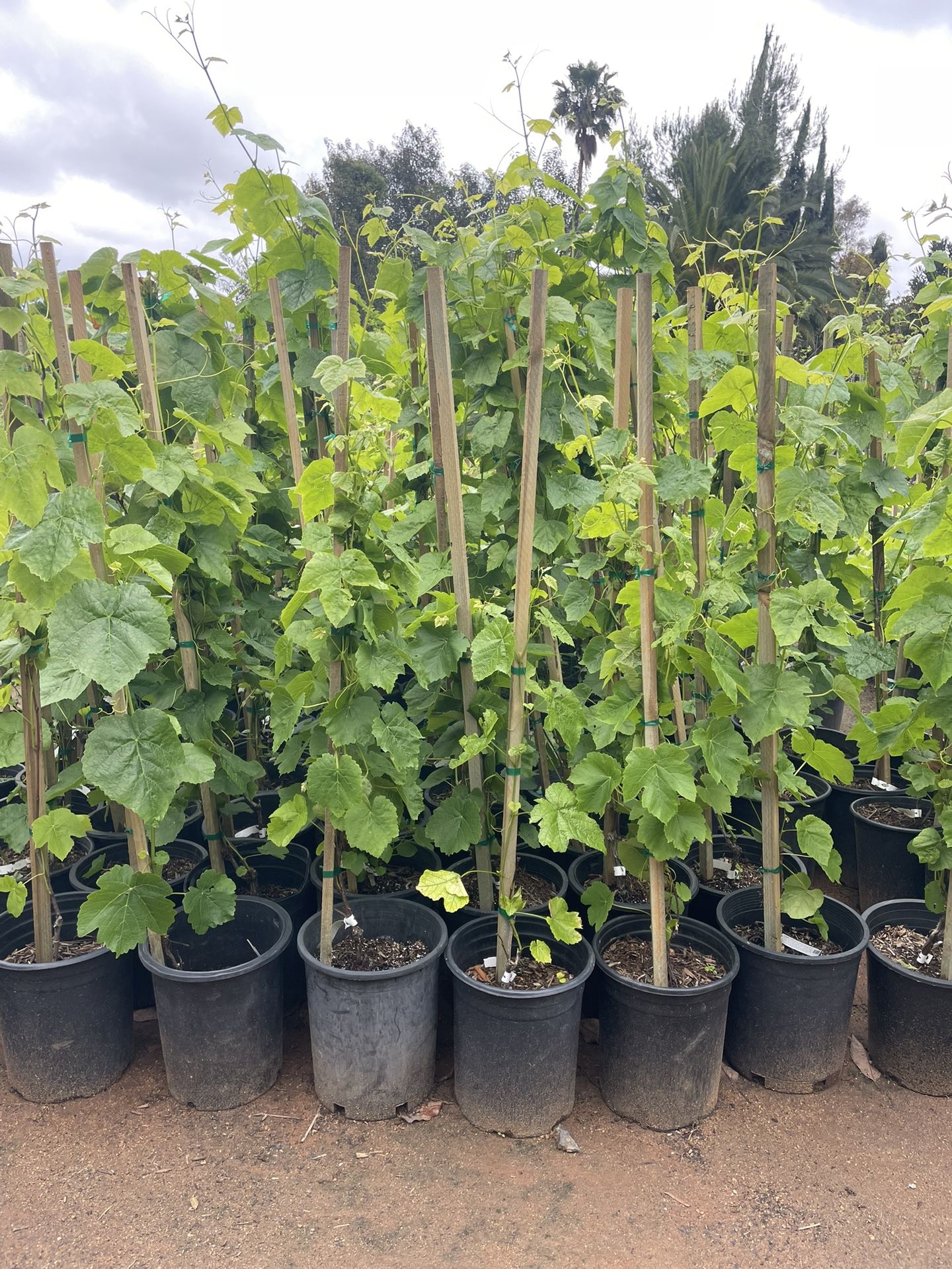 Grape Vines- Olallieberry Plants- Currant Berry Plants- Marionberry Plants- Blackberry Plants- White Blackberry Plants- Gooseberry Plants 