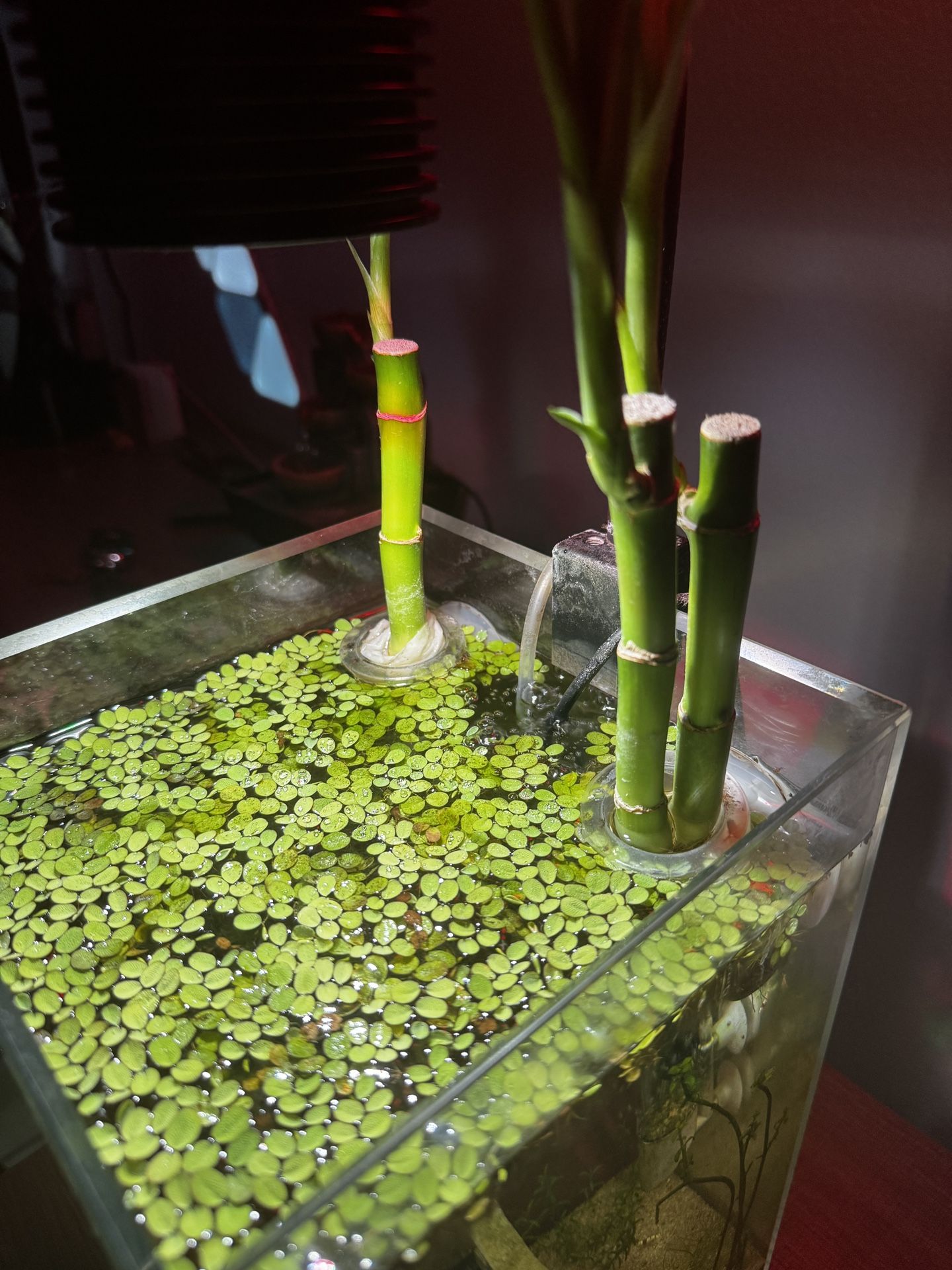 Aquarium Plant (Salvinia)