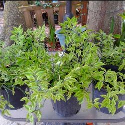 Backbone Plants