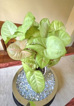 🌸Syngonium Confetti Plant 🪴 