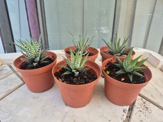 Plants