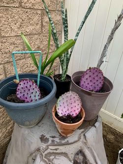 Purple Cactus Cuttings 🌵 💜 