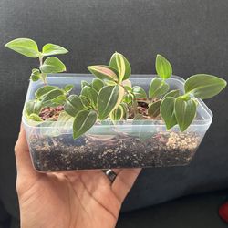 Tradescantia Rainbow Flumenesis