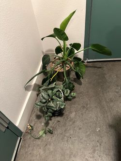 Plants seen new home! Picked up at 2424 Alcott st