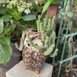 Succulent in a cute pot