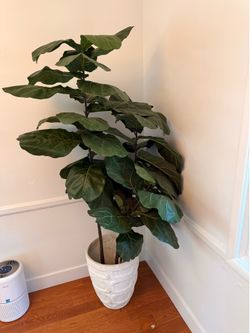 Fiddle-Leaf Fig Faux plant 5ft 5in