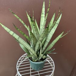 6” Sansiveria Silver Princess