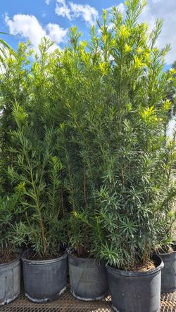 Spectacular Podocarpus Plants 5 feet Tall