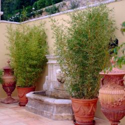 Clumping ‘Rufa’ Bamboo Plants —
