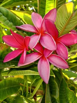 Plumerias