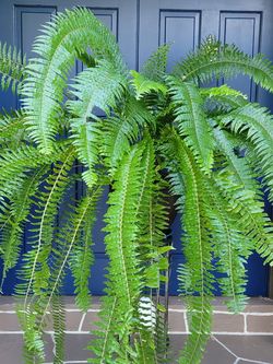 Huge Plant In Brown Pot