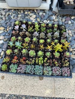 2 inch Succulent Plants