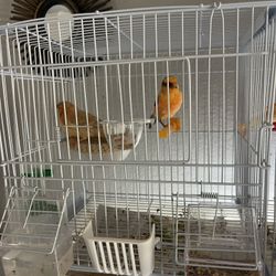 Canary  Cage