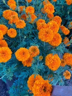 Flores de cempasuchil para el dia de muertos opara Adonar las tumbas