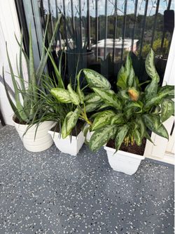Plants