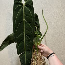 Anthurium warocqueanum