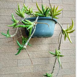 Live Rare Snake Plant Dracaena ballyi Sansevieria Collector Plant