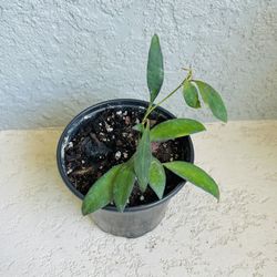 Hoya Rosita Plant 