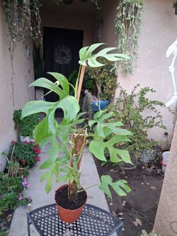 Rhaphidophora Mini Monstera Plant $38