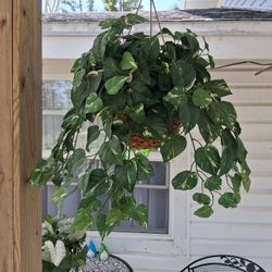 Hanging Basket Artificial Philodendrum Pothos Ivy Type Plant