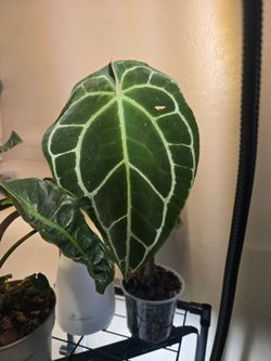 Large anthurium crystallinum