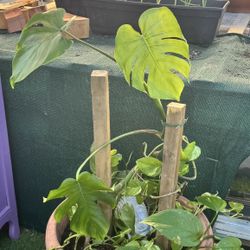 Monstera Plants