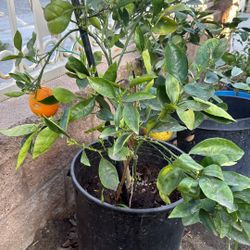 Washington Orange Tree 